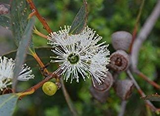 Potseed 250: South Australian Costa Soap Mallee (Eucalyptus Diversifolia) Semi