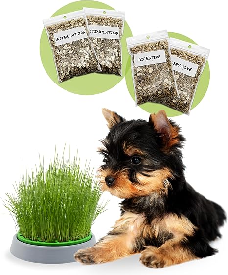 R&R SHOP Double Seed Dog Grass Kit - Germination Pot, 2 Types of Dog Grass, Stimulating and Digestive, 4 Bags of Seeds and Substrate, Suitable for All Dogs