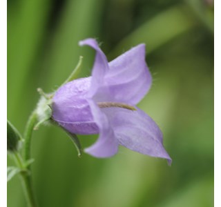 Campanula sarmatica 10мг/10мл