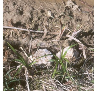 Calamus aromaticus 10мг/10мл