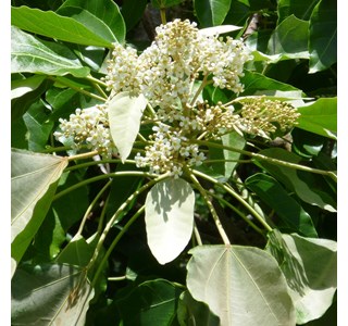 Candlenut Tree 10мг/10мл