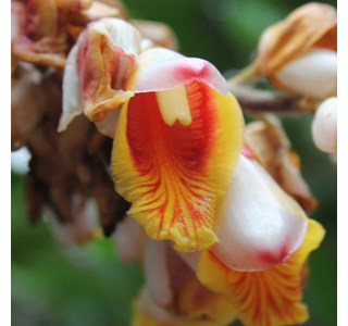 Catimbium speciosum 10мг/10мл