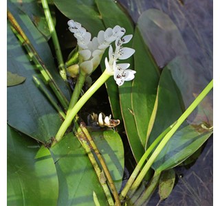 Cape Pond Weed 10мг/10мл