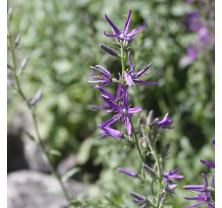 Campanula canescens 10мг/10мл