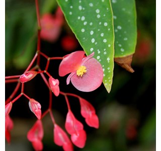 Cane Stemmed Begonia 10мг/10мл
