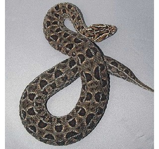 Cape mountain adder 10мг/10мл