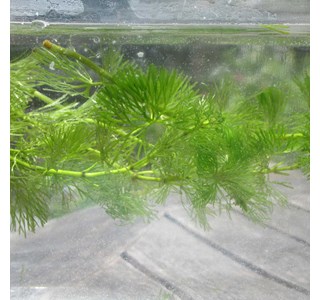 Cabomba aquatica 10мг/10мл