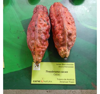 Cacao 10мг/10мл