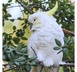 Cacatua galerita 10мг/10мл