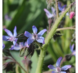 Caccinia strigosa 10мг/10мл