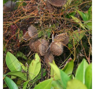 Caesalpinia bonducella 10мг/10мл