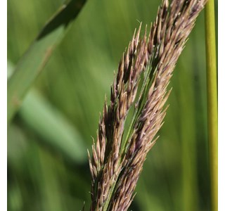 Calamagrostis emodensis 10мг/10мл
