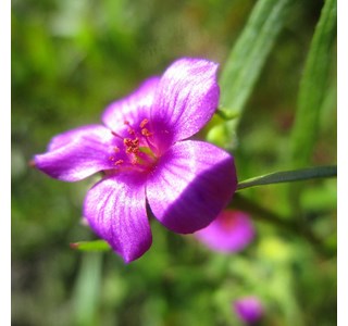 Calandrinia compressa 10мг/10мл