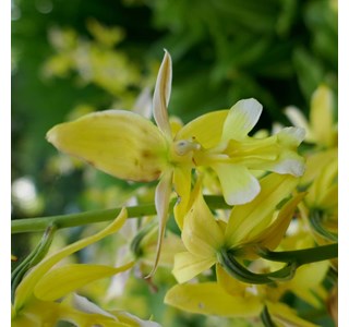 Calanthe striata 10мг/10мл