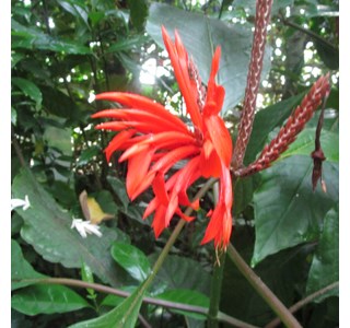 Calathea bella 10мг/10мл