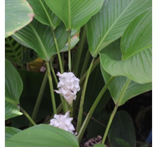 Calathea burle-marxii 10мг/10мл