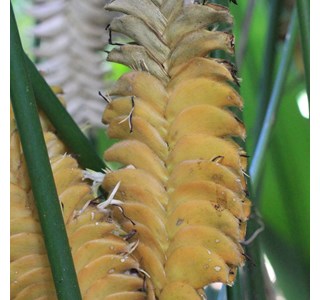 Calathea crotalifera 10мг/10мл