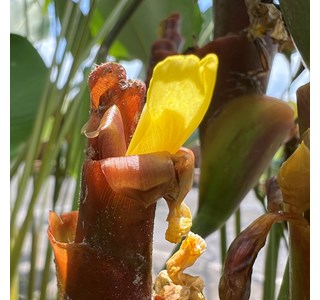 Calathea lutea 10мг/10мл