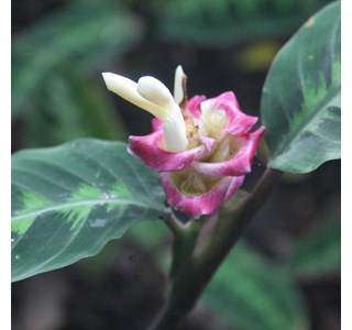 Calathea warscewiczii 10мг/10мл