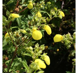 Calceolaria tripartita 10мг/10мл