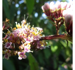 Callicarpa japonica 10мг/10мл