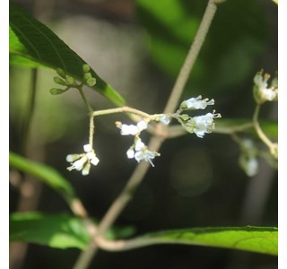 Callicarpa longifolia 10мг/10мл