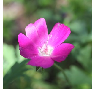 Callirhoe involucrata 10мг/10мл