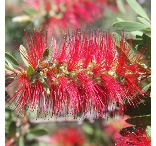 Callistemon citrinus 10мг/10мл