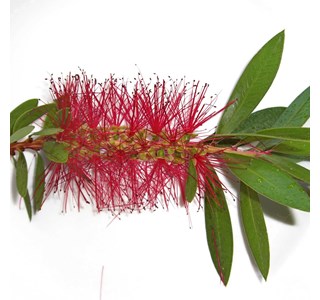 Callistemon rigidus 10мг/10мл