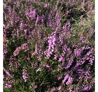 Calluna vulgaris 10мг/10мл