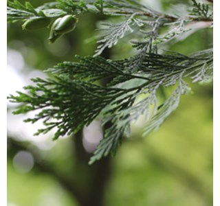 Calocedrus decurrens 10мг/10мл