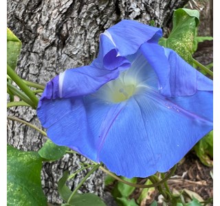 Calonyction speciosum 10мг/10мл