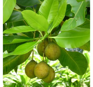 Calophyllum inophyllum 10мг/10мл