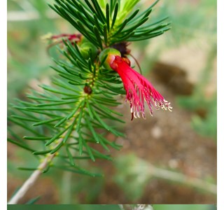 Calothamnus quadrifidus 10мг/10мл