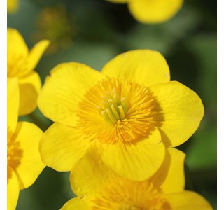Caltha palustris 10мг/10мл