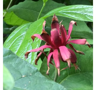 Carolina allspice 10мг/10мл