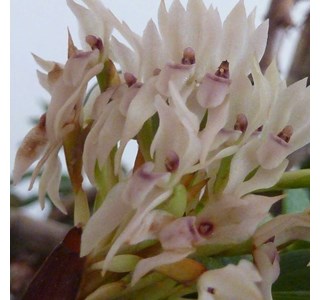 Camaridium densum 10мг/10мл