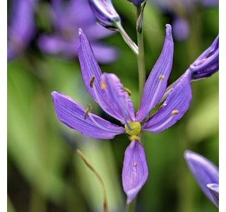 Camassia quamash 10мг/10мл