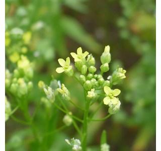 Camelina sativa 10мг/10мл