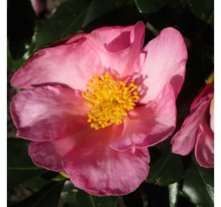 Camellia sasanqua 10мг/10мл
