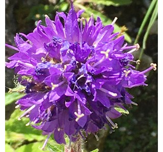 Campanula cervicaria 10мг/10мл