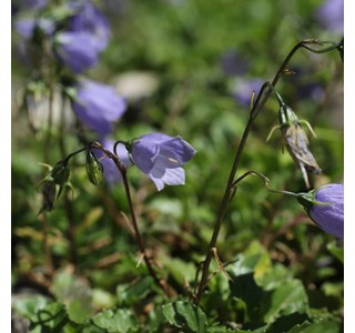 Campanula cochleariifolia 10мг/10мл