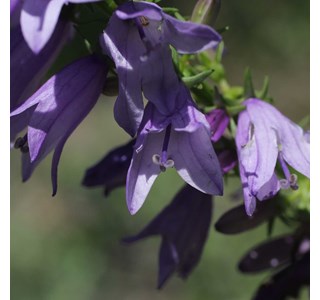 Campanula coriacea 10мг/10мл