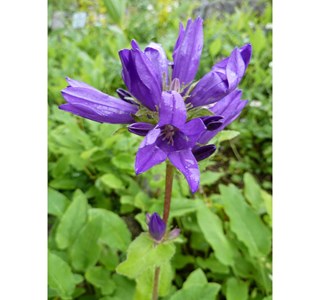 Campanula glomerata 10мг/10мл