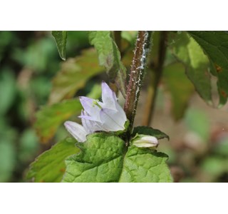 Campanula grossekii 10мг/10мл