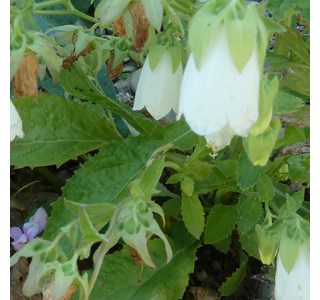 Campanula hofmannii 10мг/10мл