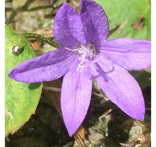 Campanula portenschlagiana 10мг/10мл