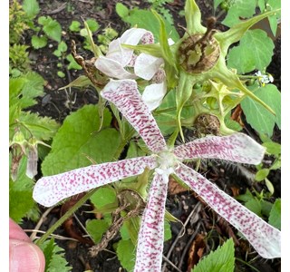 Campanula punctata 10мг/10мл