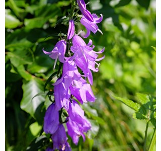 Campanula rapunculoides 10мг/10мл