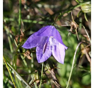 Campanula rotundifolia 10мг/10мл